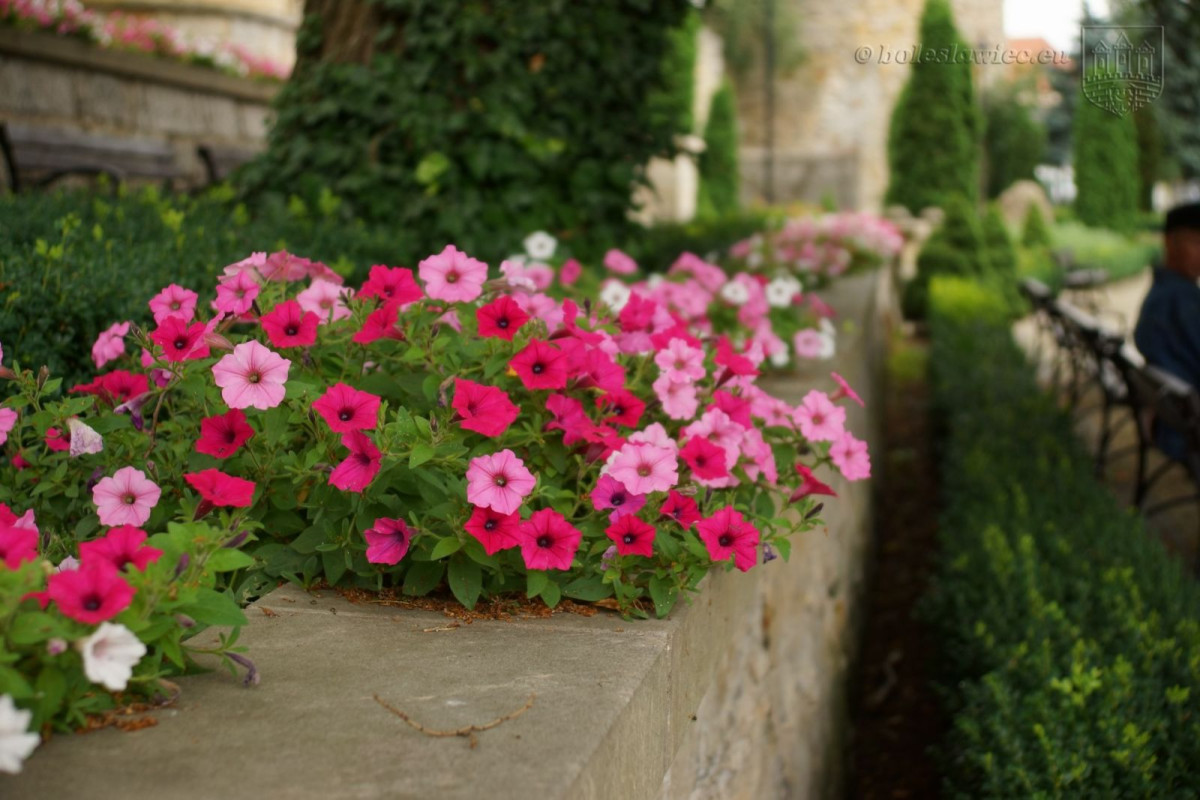 Bolesławiec w kwiatach