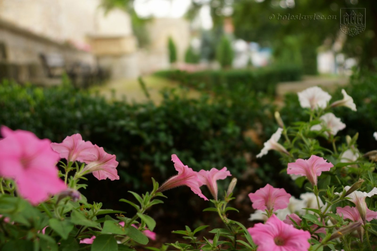 Bolesławiec w kwiatach