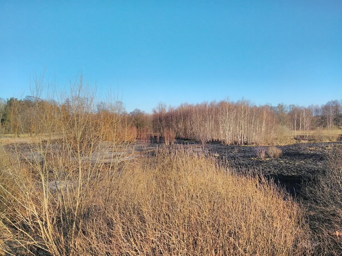 Pożar nieużytków koło Wierzbowej