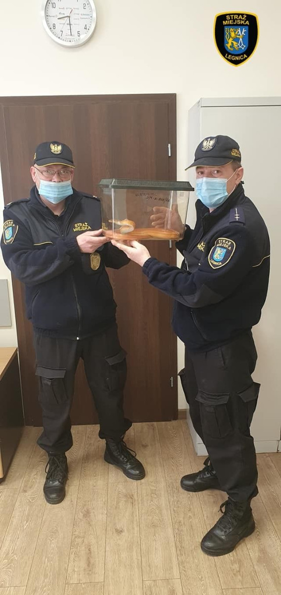 Wąż odłowiony przez SM Legnica
