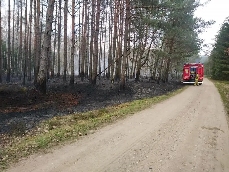 Pożar w lesie koło Wierzbowej