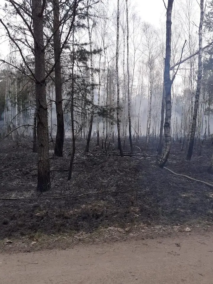 Pożar w lesie koło Wierzbowej