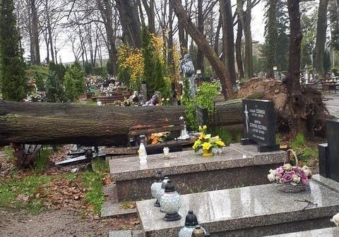 Powalone drzewo na cmentarzu