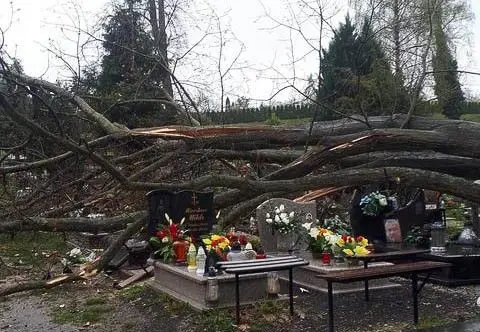 Powalone drzewo na cmentarzu