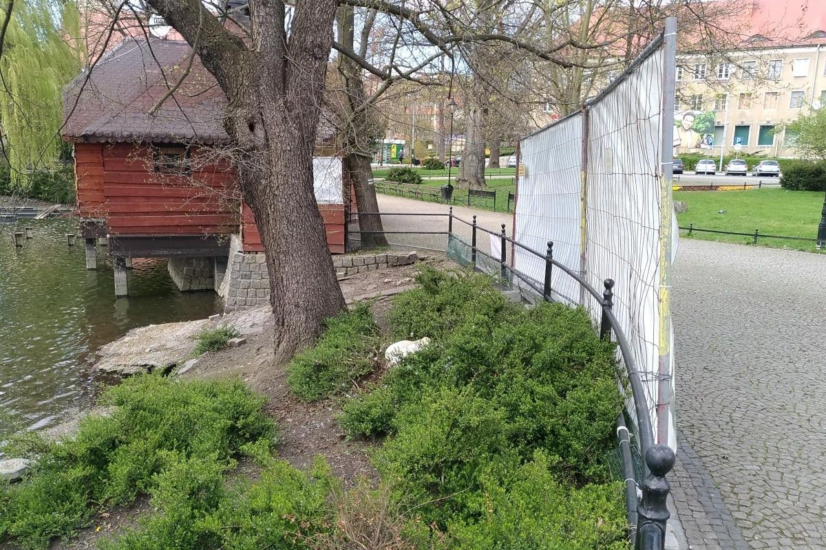 Łabędzica wysiaduje jaja przy stawie miejskim w Bolesławcu