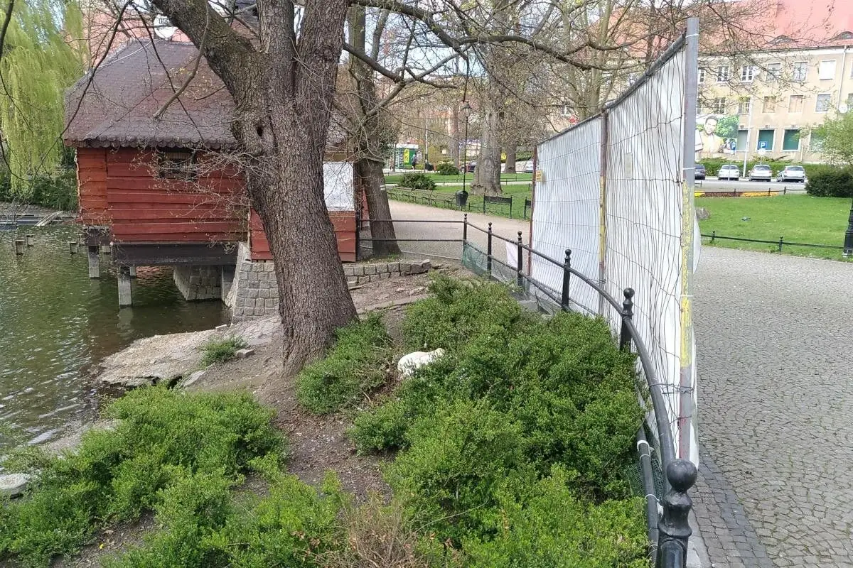 Łabędzica wysiaduje jaja przy stawie miejskim w Bolesławcu