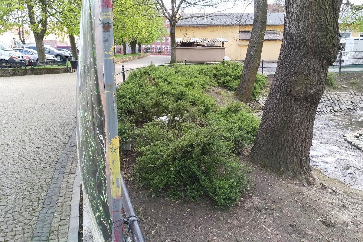 Łabędzica wysiaduje jaja przy stawie miejskim w Bolesławcu