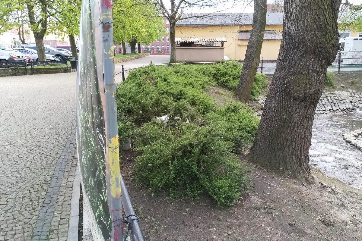 Łabędzica wysiaduje jaja przy stawie miejskim w Bolesławcu