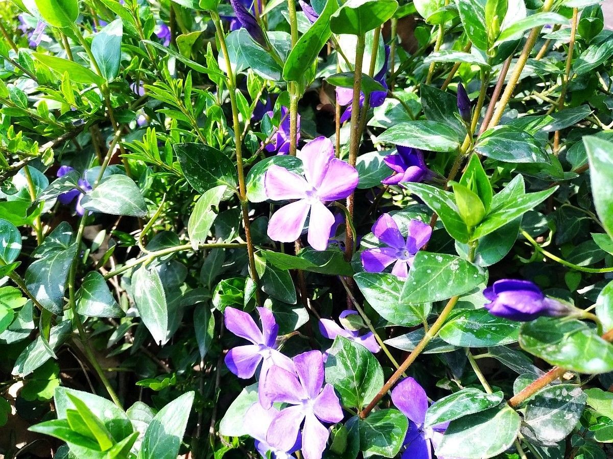 Wiosenne rośliny i kwiaty