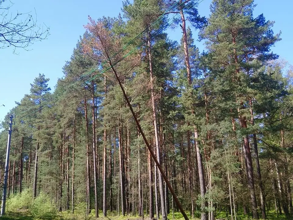Drzewo oparte na liniach energetycznych