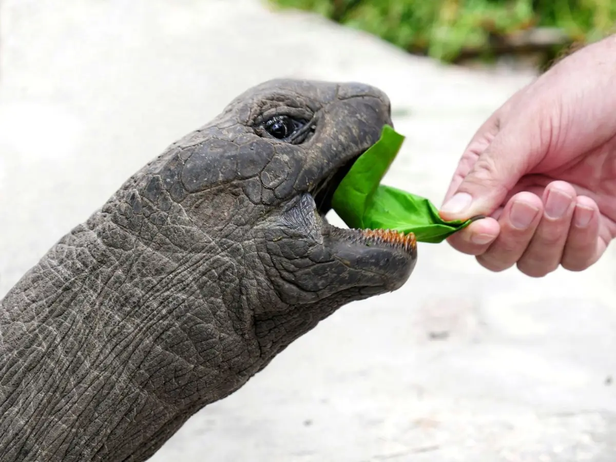 Seszele – mniej znane wyspy: Curieuse i Atol Aldabra