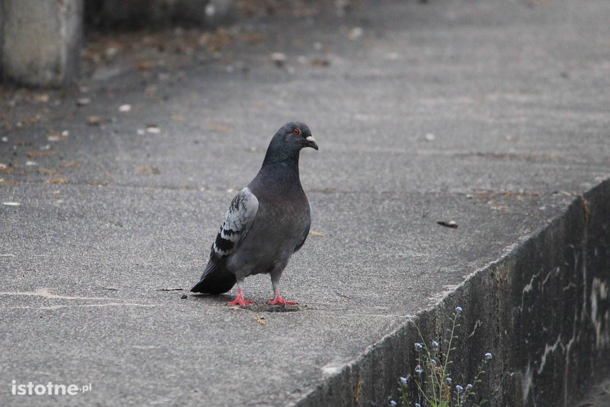 Mecz BKS Bolesławiec - Olimpia Kowary