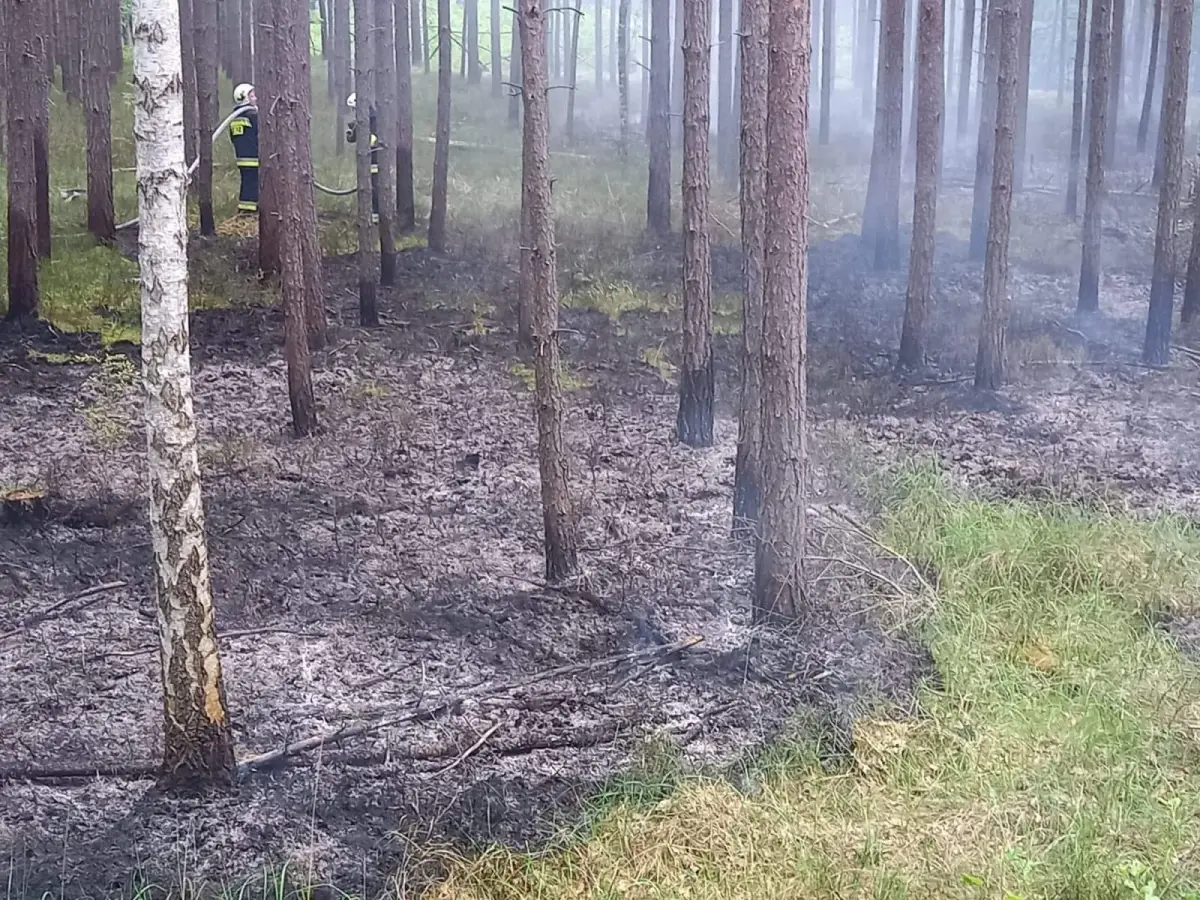 Działania strażaków z OSP Stary Węgliniec