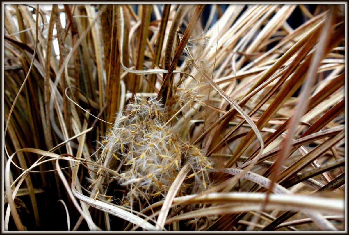 Zdjęcie 2 „Trawa”