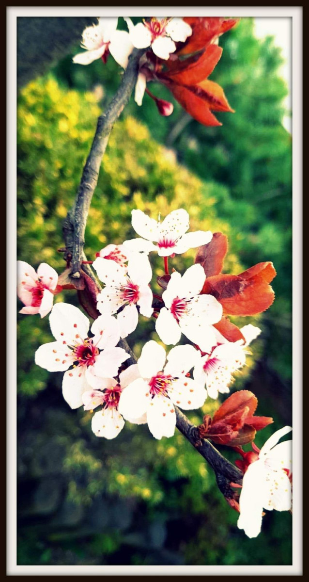 Zdjęcie 8 „Gałąź”