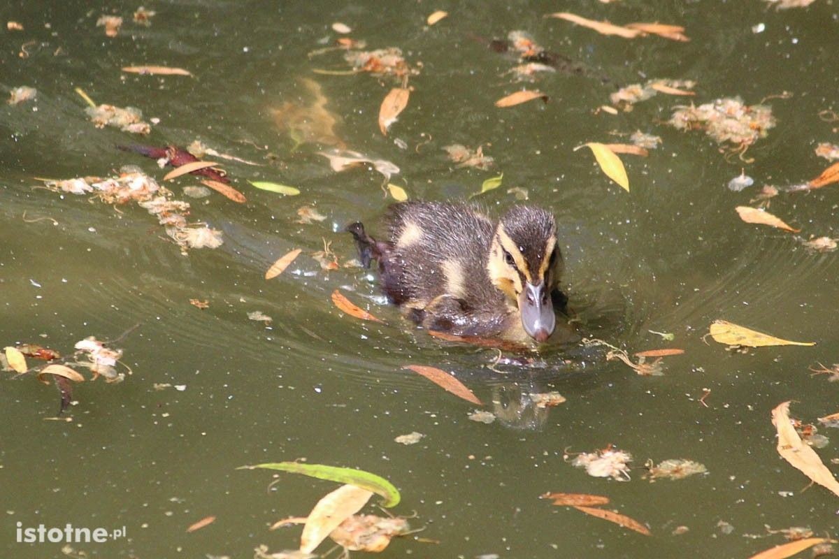 Kaczuszki na stawie miejskim w Bolesławcu