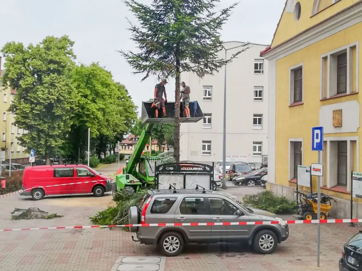 Robotnicy podczas wycinki drzewa przy ul. Teatralnej