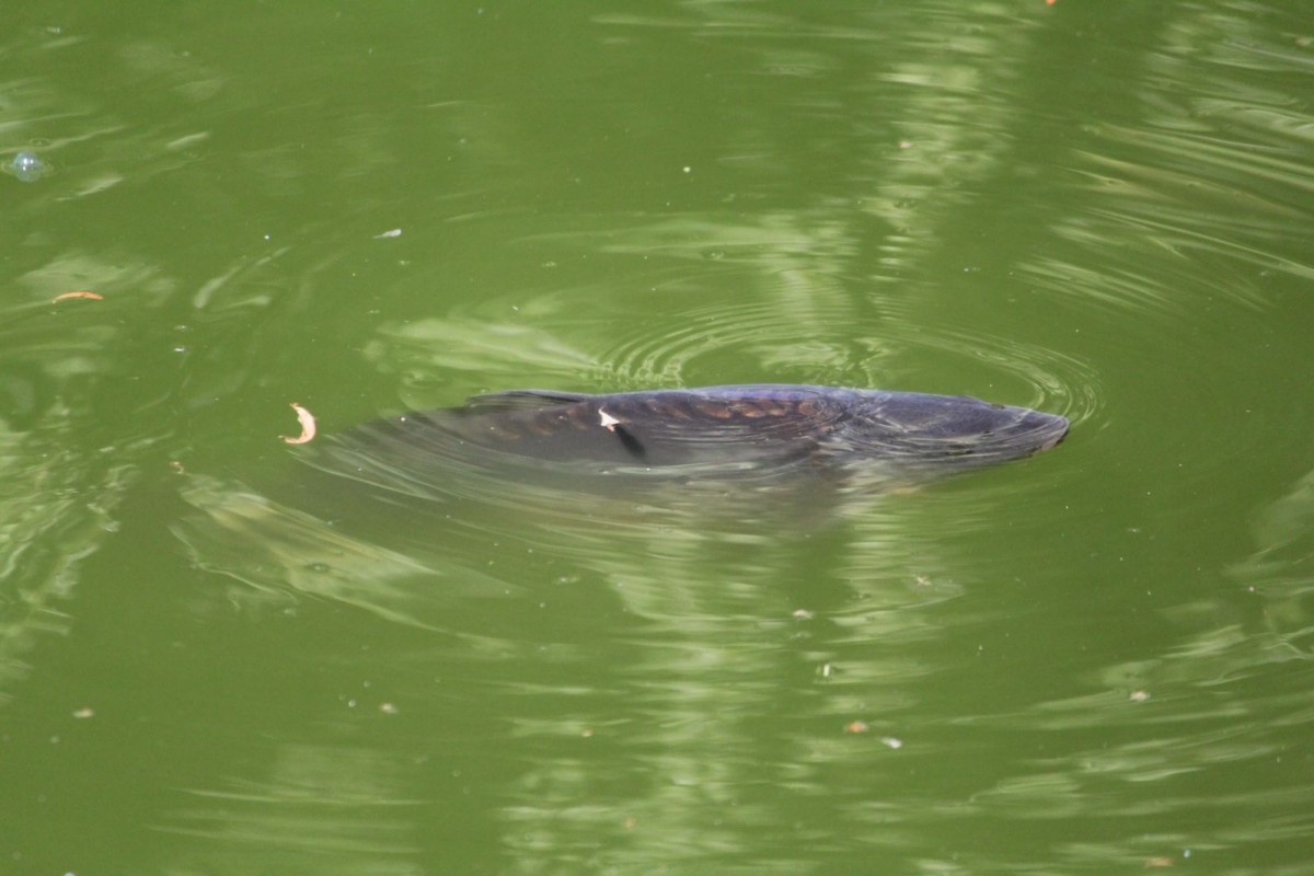 Ryby w stawie miejskim w Bolesławcu