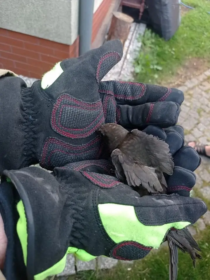 Działania strażaków z OSP Gromadka