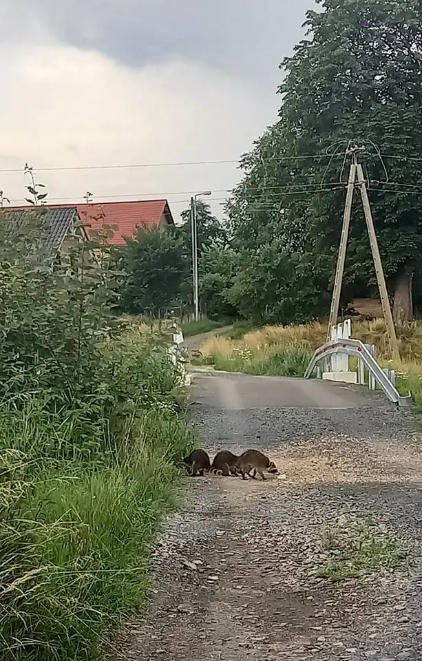 Szopy pracze w Czernej