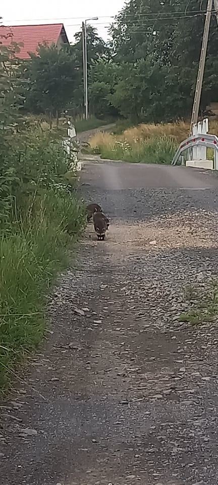 Szopy pracze w Czernej