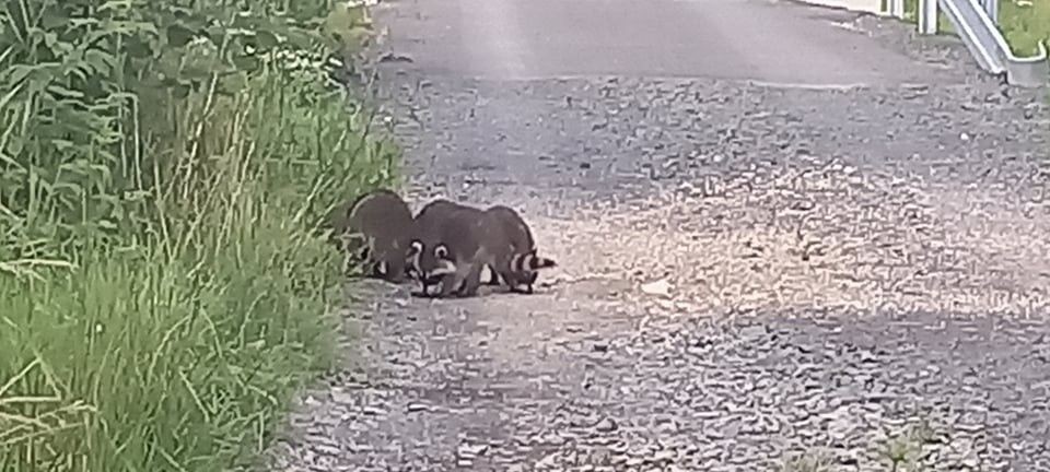 Szopy pracze w Czernej