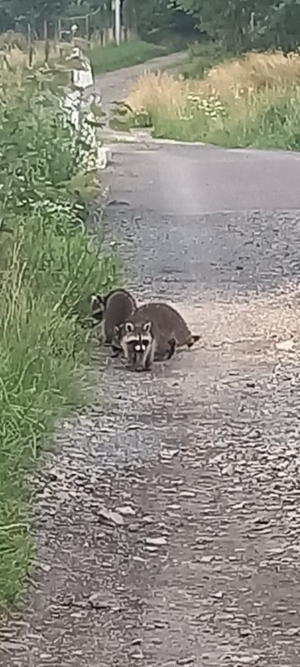 Szopy pracze w Czernej