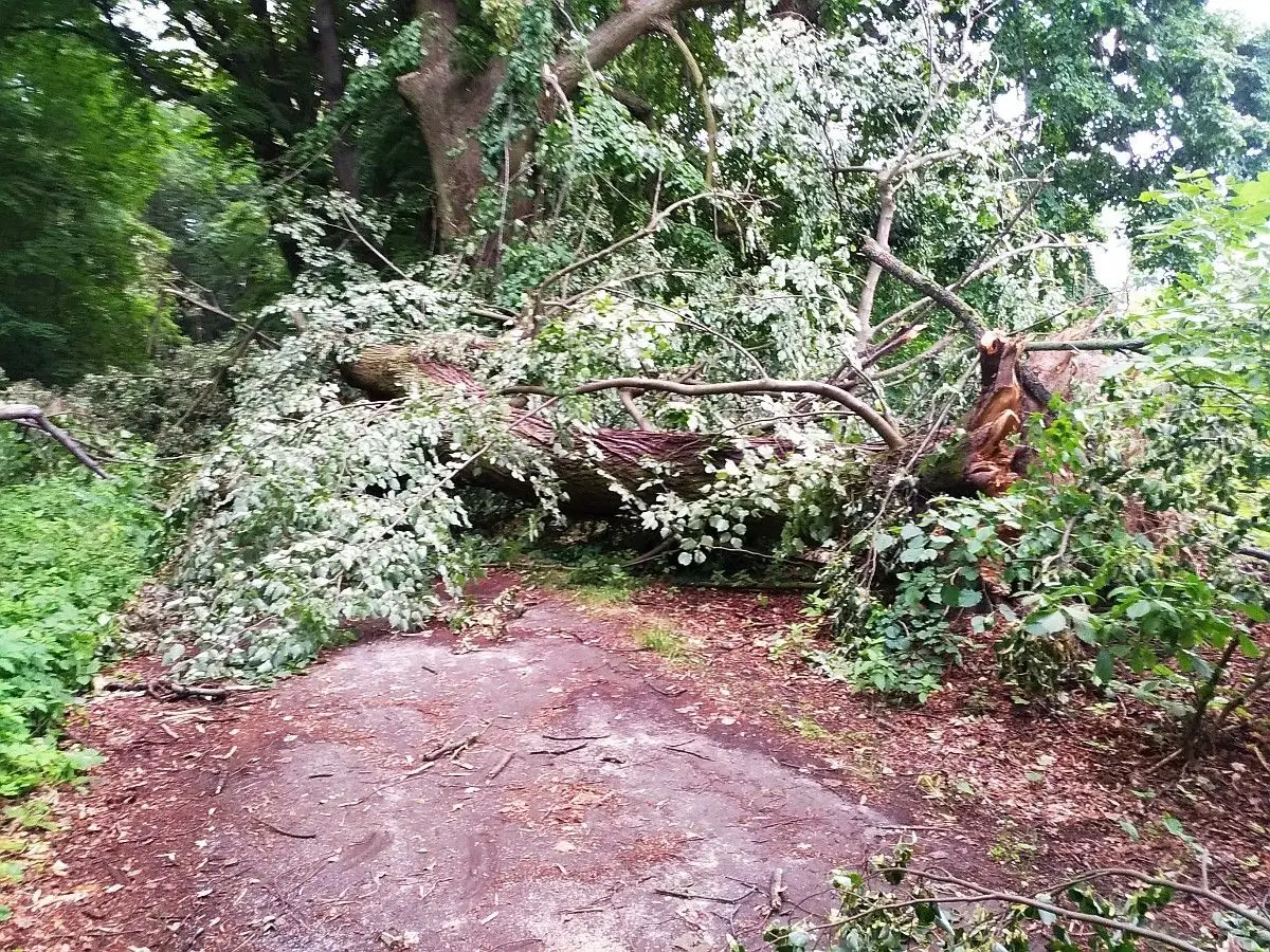 Powalone drzewa w Lesie Miejskim przy ulicy Piastów w Bolesławcu