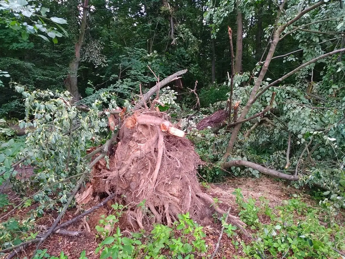 Powalone drzewa w Lesie Miejskim przy ulicy Piastów w Bolesławcu