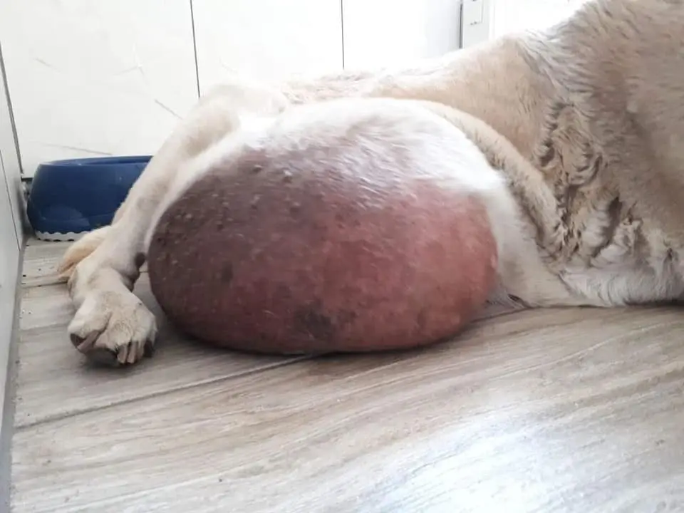 Labradorka Rita przed operacją
