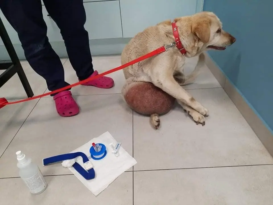Labradorka Rita przed operacją