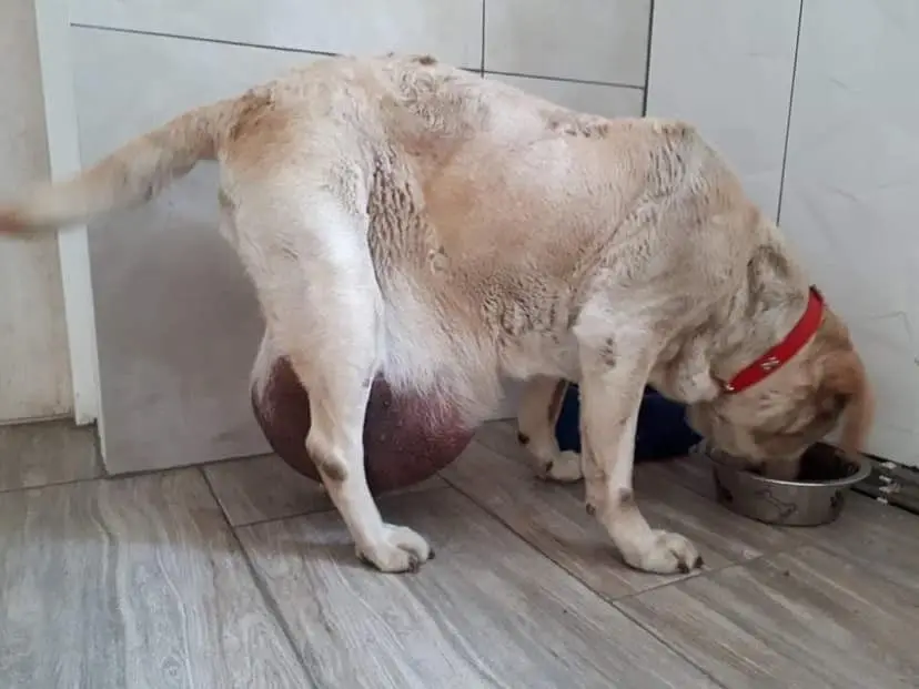 Labradorka Rita przed operacją