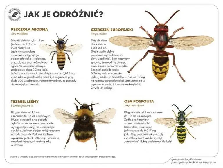 Owady – grafika