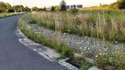 Trawa przy ulicy Ekonomicznej w Bolesławcu