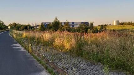 Trawa przy ulicy Ekonomicznej w Bolesławcu