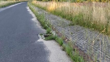 Trawa przy ulicy Ekonomicznej w Bolesławcu