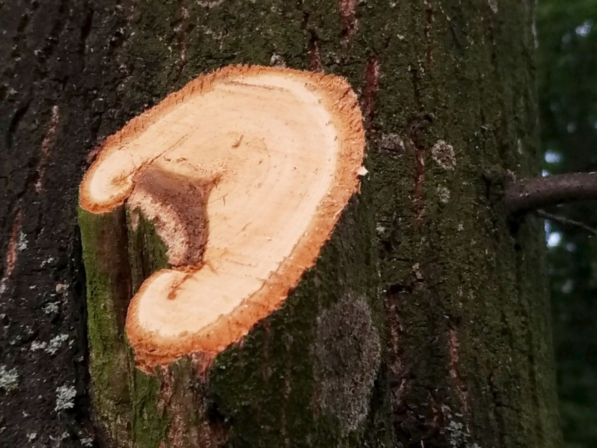Przycięte konary drzew w Parku im. Bonina w Bolesławcu