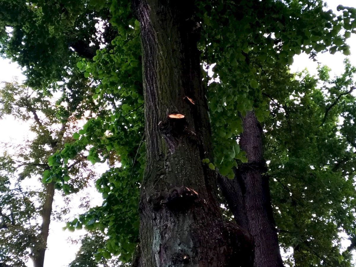 Przycięte konary drzew w Parku im. Bonina w Bolesławcu