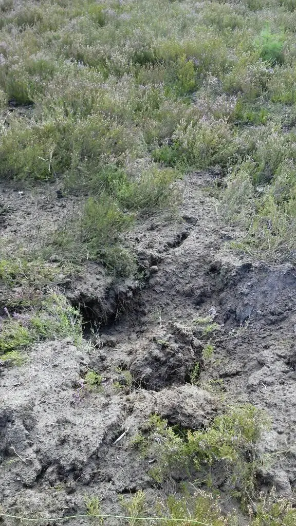 Akcja Patrolu Saperskiego Bolesławiec na wrzosowisku w powiecie bolesławieckim i lubańskim