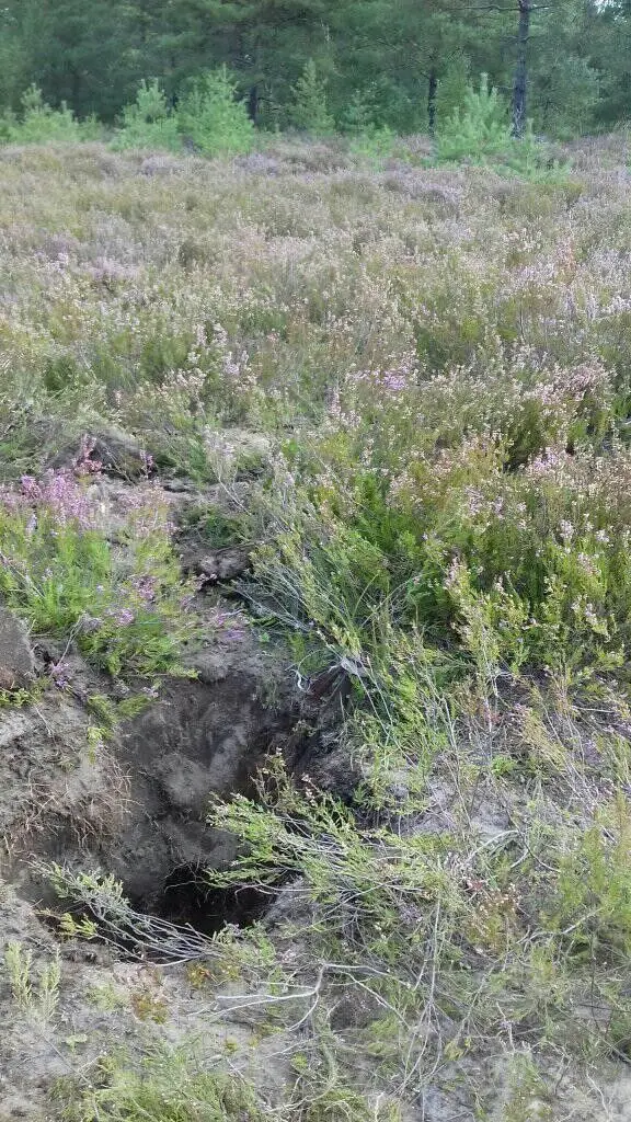 Akcja Patrolu Saperskiego Bolesławiec na wrzosowisku w powiecie bolesławieckim i lubańskim
