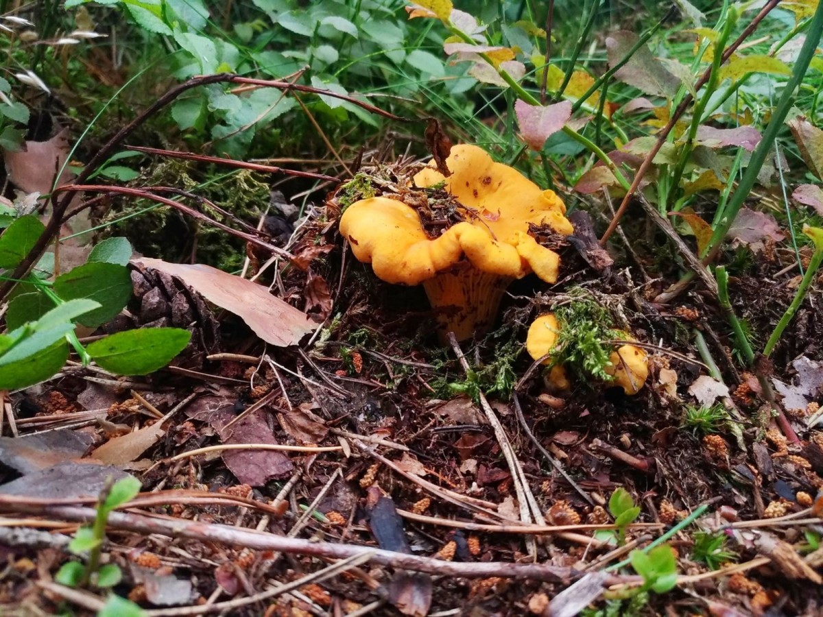 Jadalne grzyby zebrane w okolicach Bolesławca - pieprznik jadalny (kurka)
