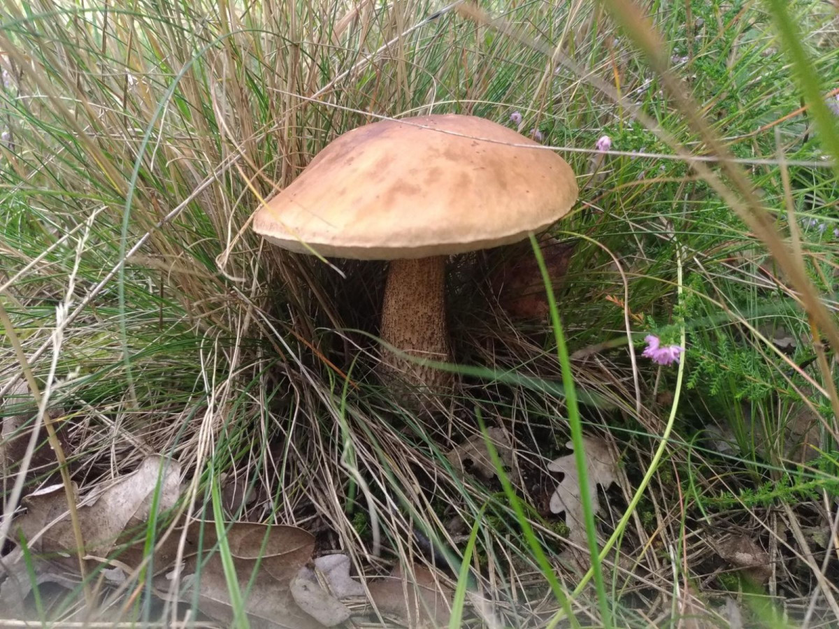 Jadalne grzyby zebrane w okolicach Bolesławca - koźlarz (kozak)