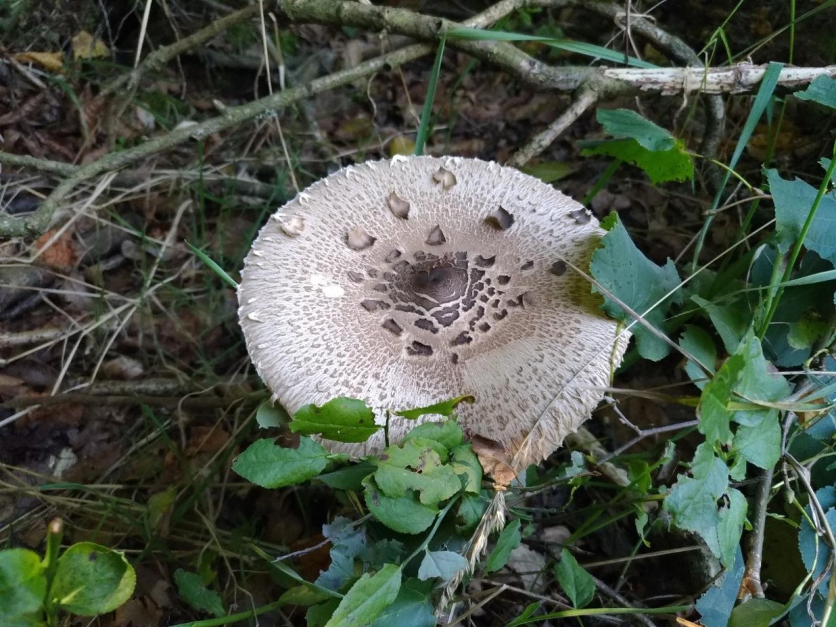 Jadalne grzyby zebrane w okolicach Bolesławca - czubajka kania (kania)