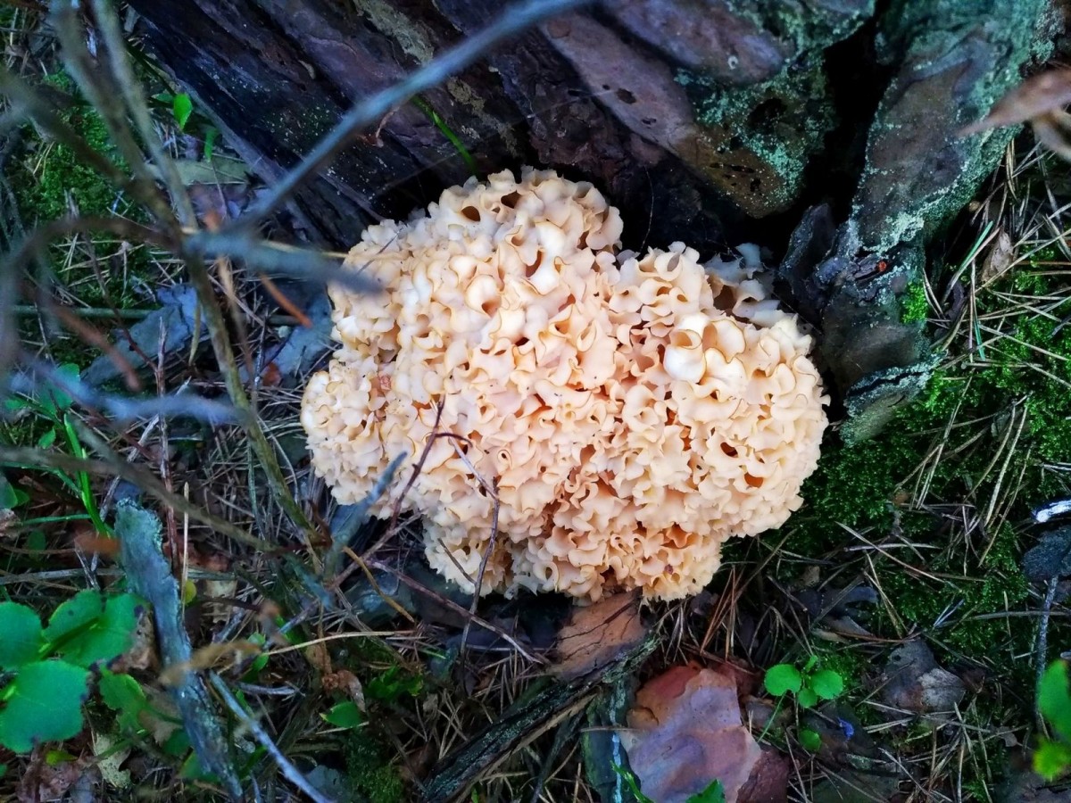 Jadalne grzyby zebrane w okolicach Bolesławca - siedzuń sosnowy (kozia broda)