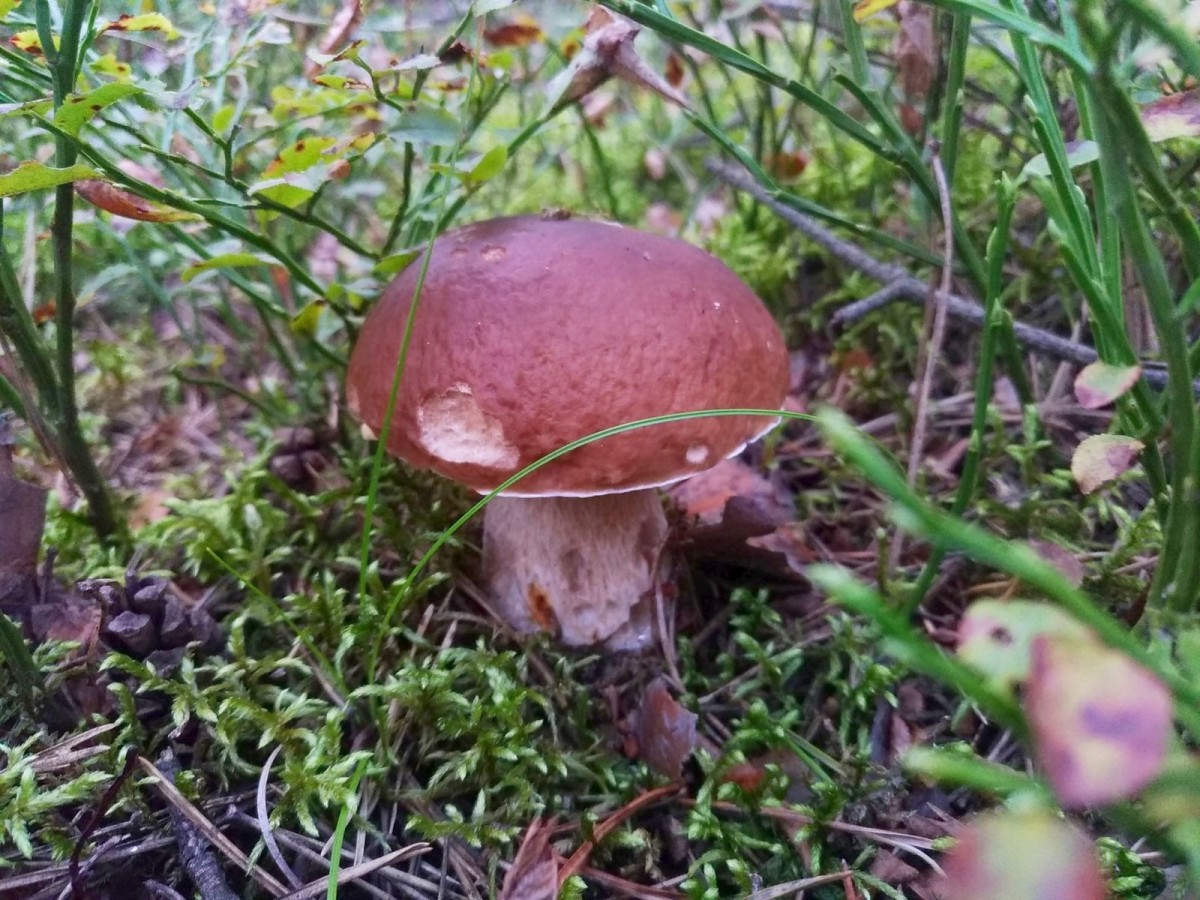 Jadalne grzyby zebrane w okolicach Bolesławca - borowik (prawdziwek)