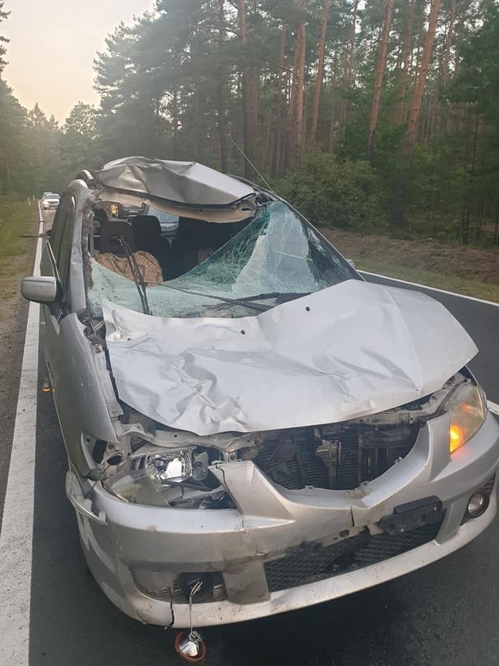 Zderzenie auta z łosiem