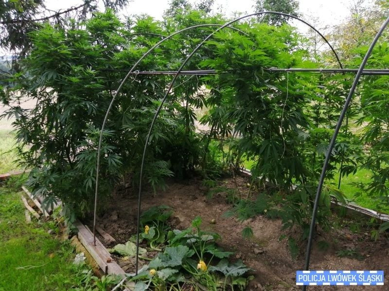 Działania lwóweckiej policji