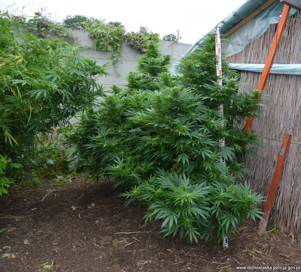 Marihuana przechwycona przez kryminalnych z Bolesławca