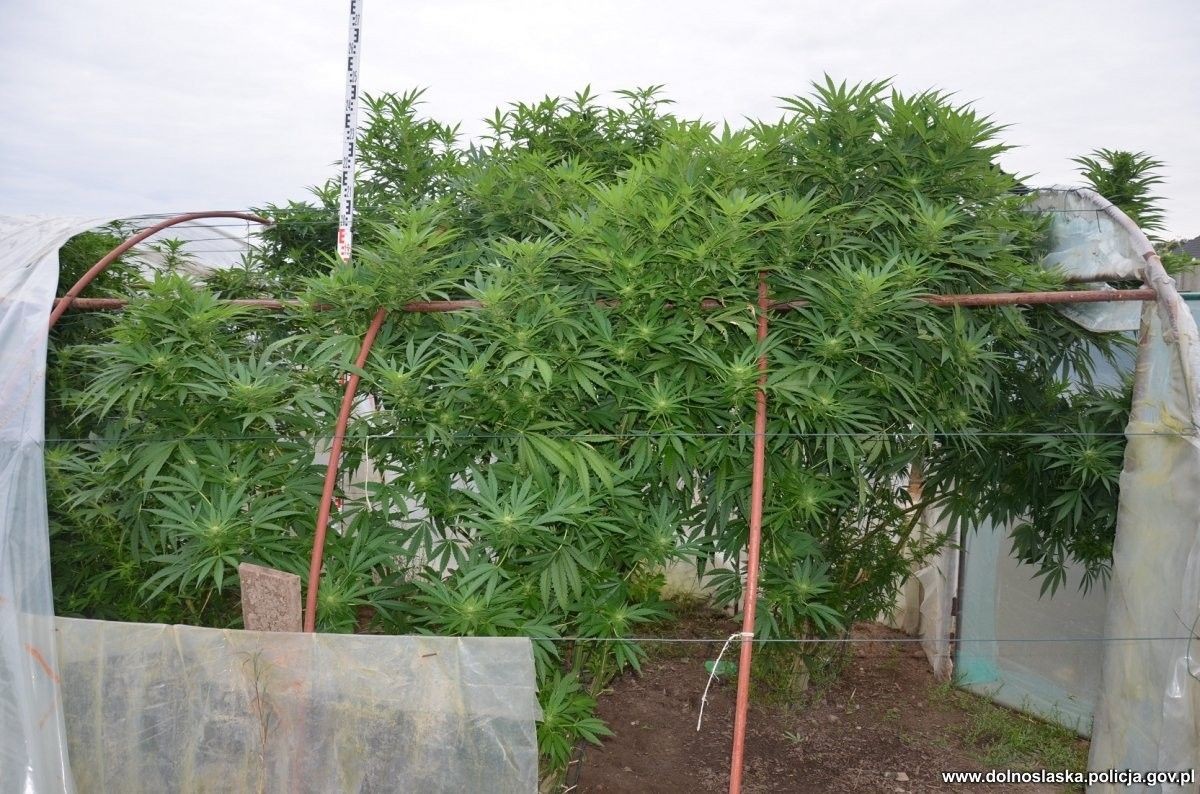 Marihuana przechwycona przez kryminalnych z Bolesławca