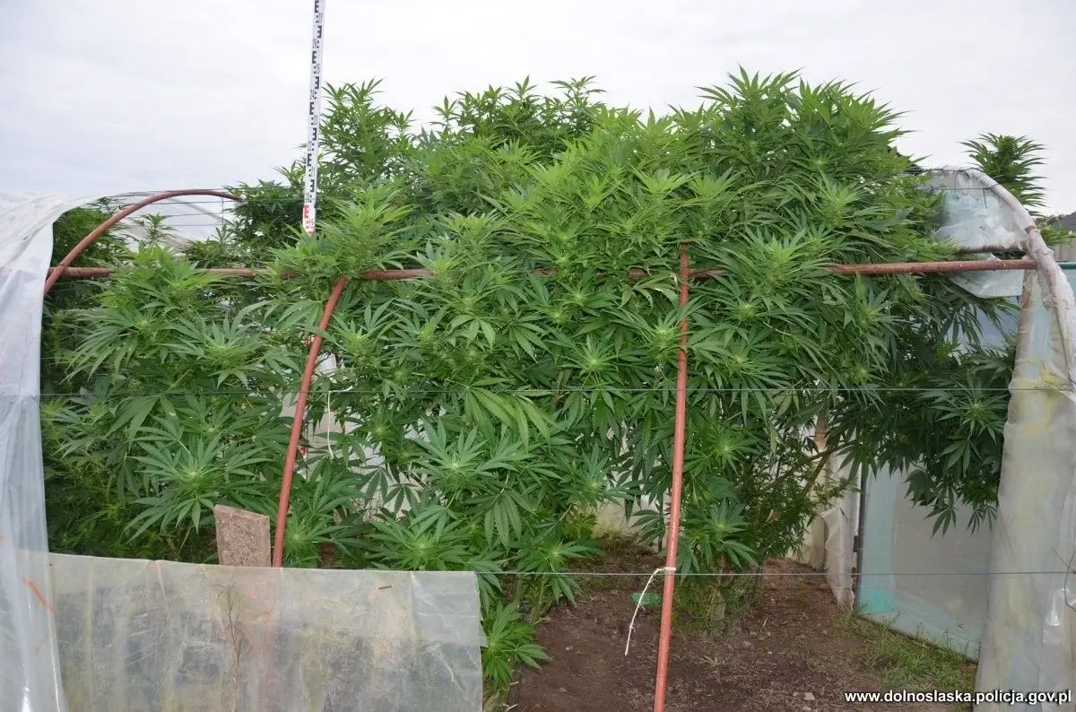 Marihuana przechwycona przez kryminalnych z Bolesławca